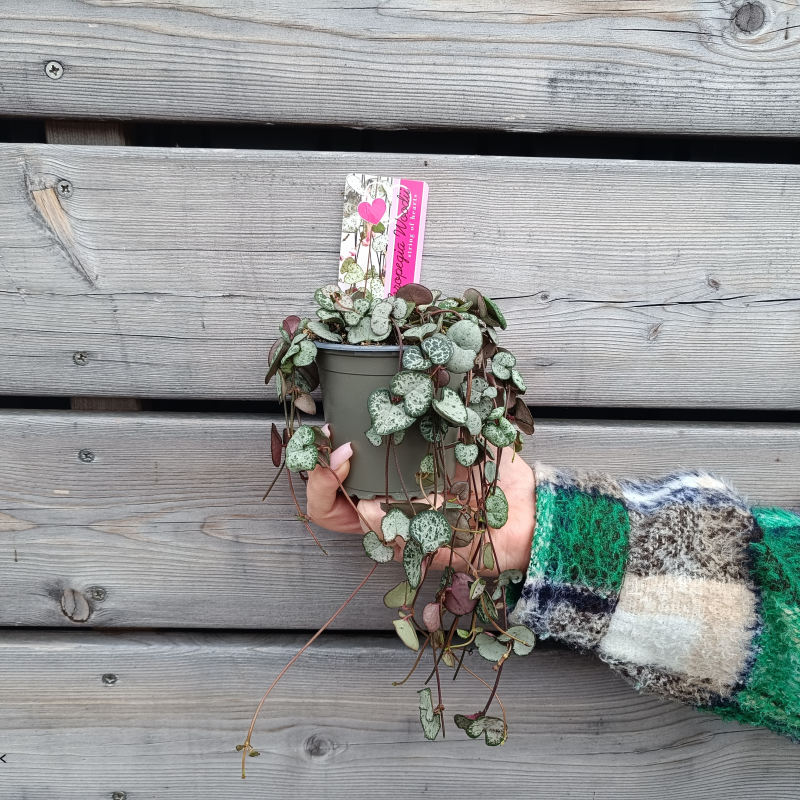 Ceropegia woodii (Lampášik) ´SILVER GLORY´ - kont. P11,  výška ø10 cm